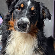 Vulcan a rejoint le concours — aidez-le/la à gagner de superbes lots ! dog, tricolor, portrait, close_up, indoor, fur, curious, animal, pet, canine, fluffy, black, white, brown, ears, eyes, nose, face, looking, background