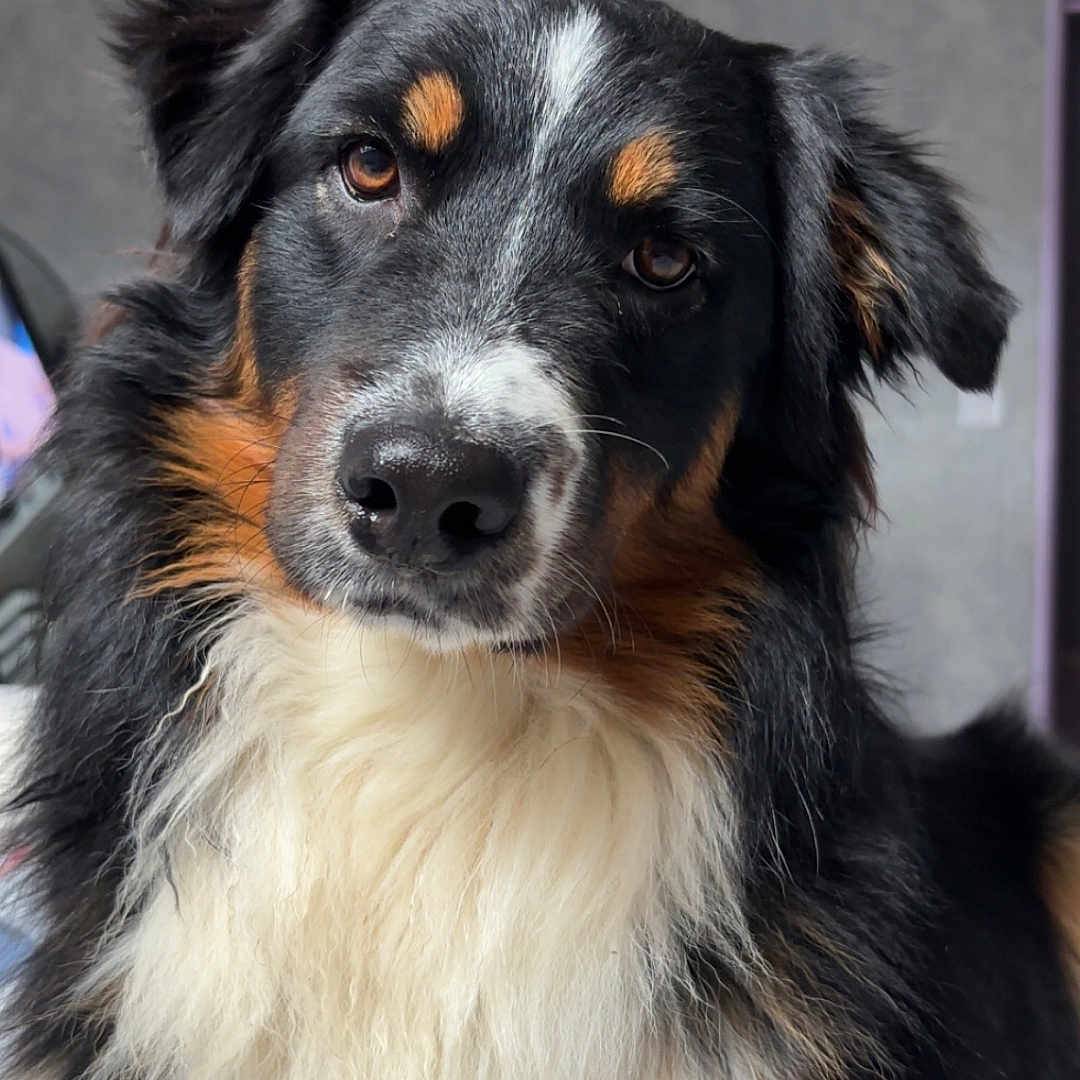 Vulcan a rejoint le concours — aidez-le/la à gagner de superbes lots ! dog, tricolor, portrait, close_up, indoor, fur, curious, animal, pet, canine, fluffy, black, white, brown, ears, eyes, nose, face, looking, background