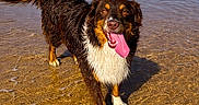 Vasco participe au concours pour gagner de l'argent avec cette photo : animal, beach, canine, coast, dog, happy, landscape, nature, ocean, outdoor, pet, playful, sand, shore, summer, sunny, tongue_out, water, waves, wet_dog