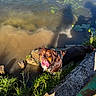 brown_dog, canine, daylight, dog, grass, happy, harness, lily_pad, nature, outdoor, pet, pond, reflection, riverbank, rocks, shadow, sunlight, tongue_out, water, wet