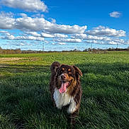 Vasco participe au concours pour gagner de l'argent avec cette photo : dog, grass, field, sky, clouds, outdoor, pet, canine, nature, sunlight, happy, tongue, fur, animal, daytime, greenery, landscape, playful, summer, muzzle
