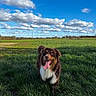 dog, grass, field, sky, clouds, outdoor, pet, canine, nature, sunlight, happy, tongue, fur, animal, daytime, greenery, landscape, playful, summer, muzzle