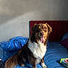 bed, blue_bedspread, brown_coat, charging_cable, cozy, dog, fur, happy, indoor, natural_light, pet, red_headboard, room, shadow, sitting, smiling, tongue_out, toy, wall, white_fur