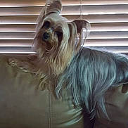 Pepper is registered to the contest to win money with this photo: dog, pet, long_hair, couch, leather, indoor, window_blinds, relaxed, small_dog, silky_fur, brown, gray, furniture, domestic_animal, companion, cute, animal, household, resting, portrait