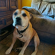 Pepper is registered to the contest to win money with this photo: dog, indoor, tile_floor, leather_chair, wooden_cabinet, pet, brown_dog, collar, floor, furniture, animal, canine, sitting, looking_up, house, room, domestic, paw, ears, nose