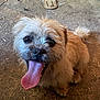 dog, tongue, happy, pet, animal, fur, cute, looking_up, indoor, floor, brown, small_dog, canine, excited, portrait, close_up, ears, tail, whiskers, friendly