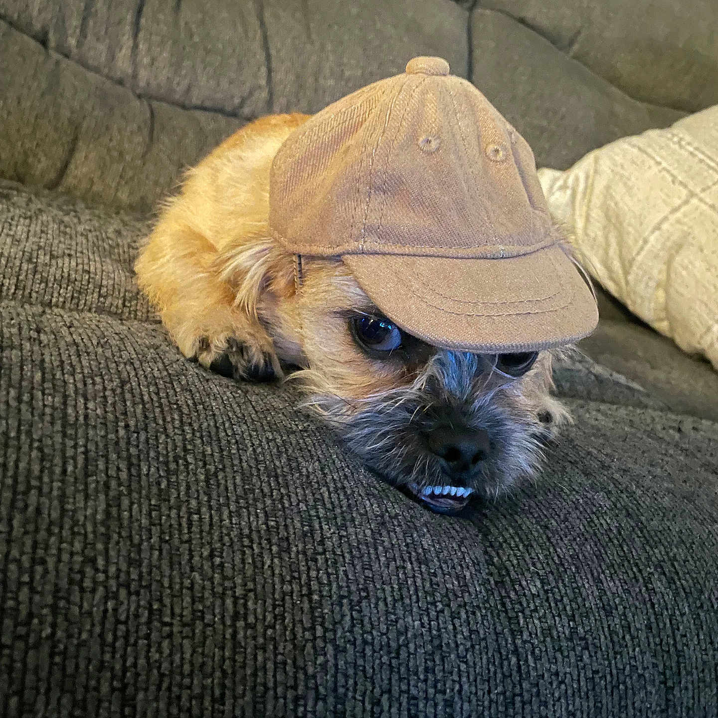 George is registered to the contest to win money with this photo: animal, baseball_cap, brown_dog, cap, close_up, couch, cute, dog, expression, face, fur, hat, indoor, living_room, pet, portrait, relaxing, resting, small_dog, texture