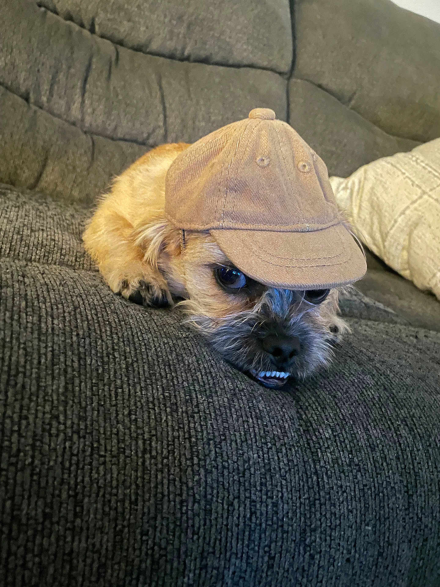 George is registered to the contest to win money with this photo: dog, pet, cap, baseball_cap, couch, indoor, fur, small_dog, brown_dog, resting, close_up, animal, cute, hat, texture, face, expression, relaxing, living_room, portrait