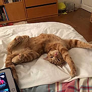 Scarlett a rejoint le concours — aidez-le/la à gagner de superbes lots ! cat, orange_tabby, stretching, bedroom, blanket, wooden_furniture, dresser, bookshelf, tablet, floor, door, relaxed, pet, indoor, cozy, fur, paws, sleepy, home, resting