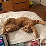 cat, orange_tabby, stretching, bedroom, blanket, wooden_furniture, dresser, bookshelf, tablet, floor, door, relaxed, pet, indoor, cozy, fur, paws, sleepy, home, resting