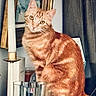 Scarlett participe au concours pour gagner de l'argent avec cette photo : cat, orange_tabby, pet, animal, feline, table, candle, glass, vase, painting, frame, curtain, indoor, domestic, fur, whiskers, ears, eyes, sitting, portrait
