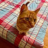 Scarlett a rejoint le concours — aidez-le/la à gagner de superbes lots ! cat, orange_tabby, bed, plaid, plaid_bedspread, indoor, pet, feline, curious, looking_up, ears_up, whiskers, fur, striped, domestic_cat, animal, cute, household, wooden_floor, closeup