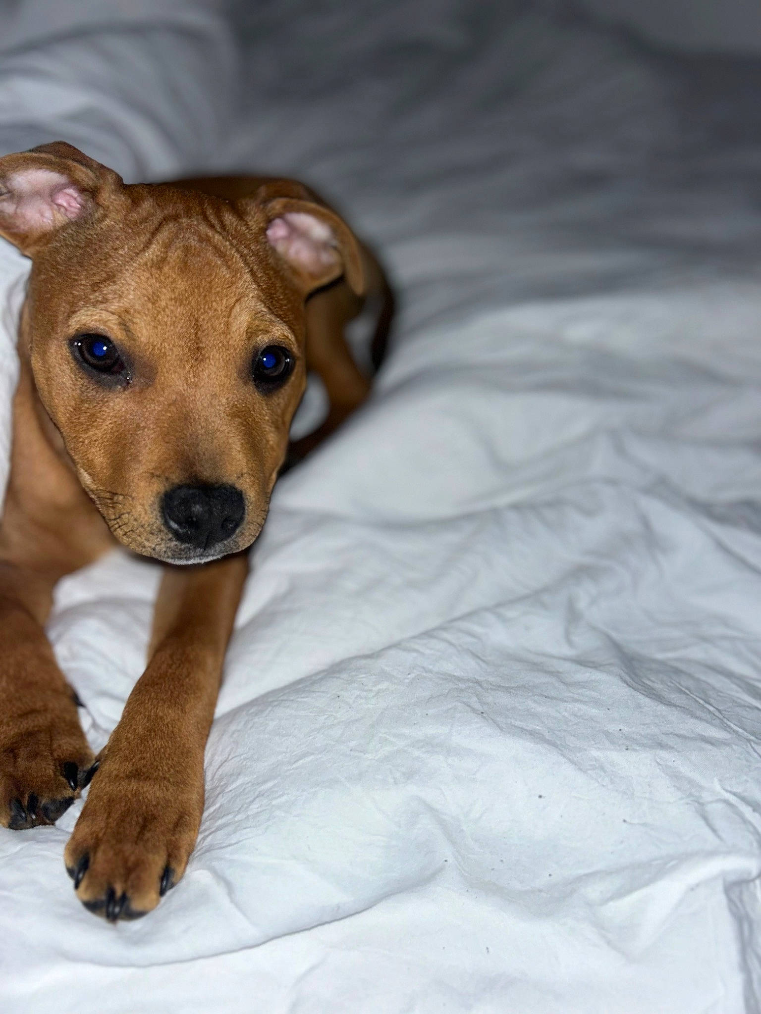 Tyron participe au concours pour gagner de l'argent avec cette photo : canidae, carnivore, comfort, companion_dog, dog, dog_breed, ear, fawn, fur, liver, non_sporting_group, pet_supply, puppy, snout, sporting_group, tail, terrestrial_animal, whiskers, wood, working_animal