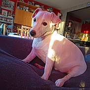 Rusty participe au concours pour gagner de l'argent avec cette photo : dog, pet, white_fur, sitting, couch, sofa, living_room, indoor, sunlight, portrait, ears, eyes, nose, paw, fur, home, furniture, cabinet, shelf, photography