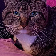 Lucky Charm is registered to the contest to win money with this photo: animal, bed, bedroom, blanket, blue_eyes, cat, close_up, ears, eyes, face, indoor, pet, pink, portrait, purple_lighting, sitting, striped_fur, tabby, whiskers, white_chest
