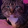 animal, bed, bedroom, blanket, blue_eyes, cat, close_up, ears, eyes, face, indoor, pet, pink, portrait, purple_lighting, sitting, striped_fur, tabby, whiskers, white_chest