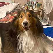 Benny joined the competition — help win amazing prizes! animal, bed, blanket, cozy, dog, fan, frame, fur, home, indoor, lamp, mammal, person, pet, photograph, portrait, quilt, resting, shetland_sheepdog, smiling