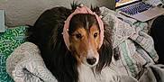 Benny is registered to the contest to win money with this photo: animal, bed, blanket, comfort, companion, cozy, dog, fur, headband, indoor, laptop, pattern, pearl, pet, pink, relaxing, resting, soft, technology, wall