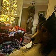 Benny is registered to the contest to win money with this photo: dog, christmas_tree, presents, living_room, couch, holiday, decorations, lights, wrapped_gifts, furniture, indoors, carpet, wall_art, clock, cozy, pet, fur, animal, relaxing, festive