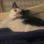 Muffins is registered to the contest to win money with this photo: animal, black_and_white, blanket, cat, cozy, cute, domestic, ears, face, feline, fur, home, indoor, lying_down, pet, relaxing, resting, sleepy, soft, whiskers