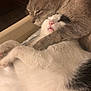 Muffins is registered to the contest to win money with this photo: animal, cat, closeup, comfort, cozy, cuddle, cute, domestic, friendship, fur, indoor, peaceful, pet, pink_nose, relaxation, resting, sleeping, snuggle, two_animals, whiskers
