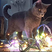 Rosie joined the competition — help win amazing prizes! animal, carpet, cat, cozy, curious, decor, domestic, fairy_lights, feline, fur, glowing_lights, home, illumination, indoor, lamp, night, pet, playful, tail, whiskers