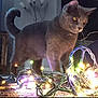 animal, carpet, cat, cozy, curious, decor, domestic, fairy_lights, feline, fur, glowing_lights, home, illumination, indoor, lamp, night, pet, playful, tail, whiskers