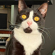 Lucky joined the competition — help win amazing prizes! cat, tuxedo_cat, indoor, pet, animal, golden_eyes, whiskers, pink_nose, feline, sitting, close_up, domestic_cat, black_and_white, fur, ears, face, portrait, alert, looking
