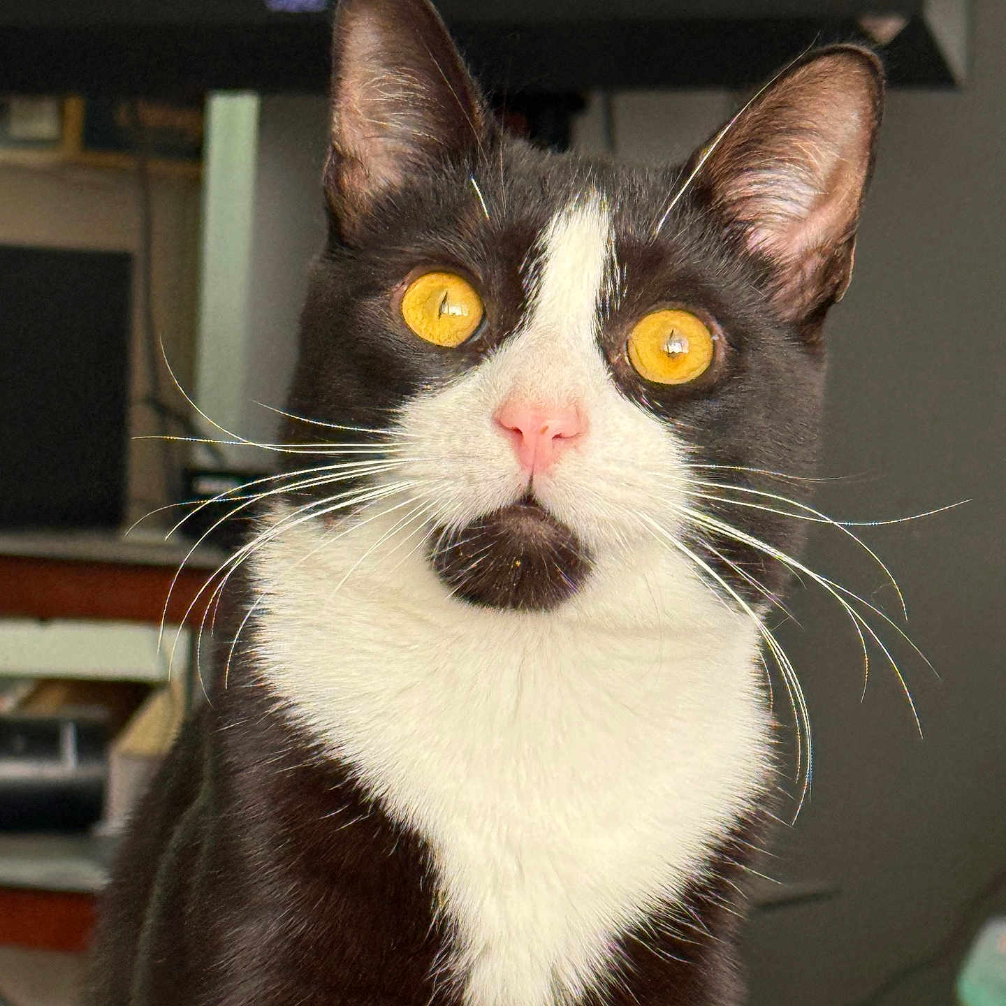 Lucky joined the competition — help win amazing prizes! alert, animal, black_and_white, cat, close_up, domestic_cat, ears, face, feline, fur, golden_eyes, indoor, looking, pet, pink_nose, portrait, sitting, tuxedo_cat, whiskers