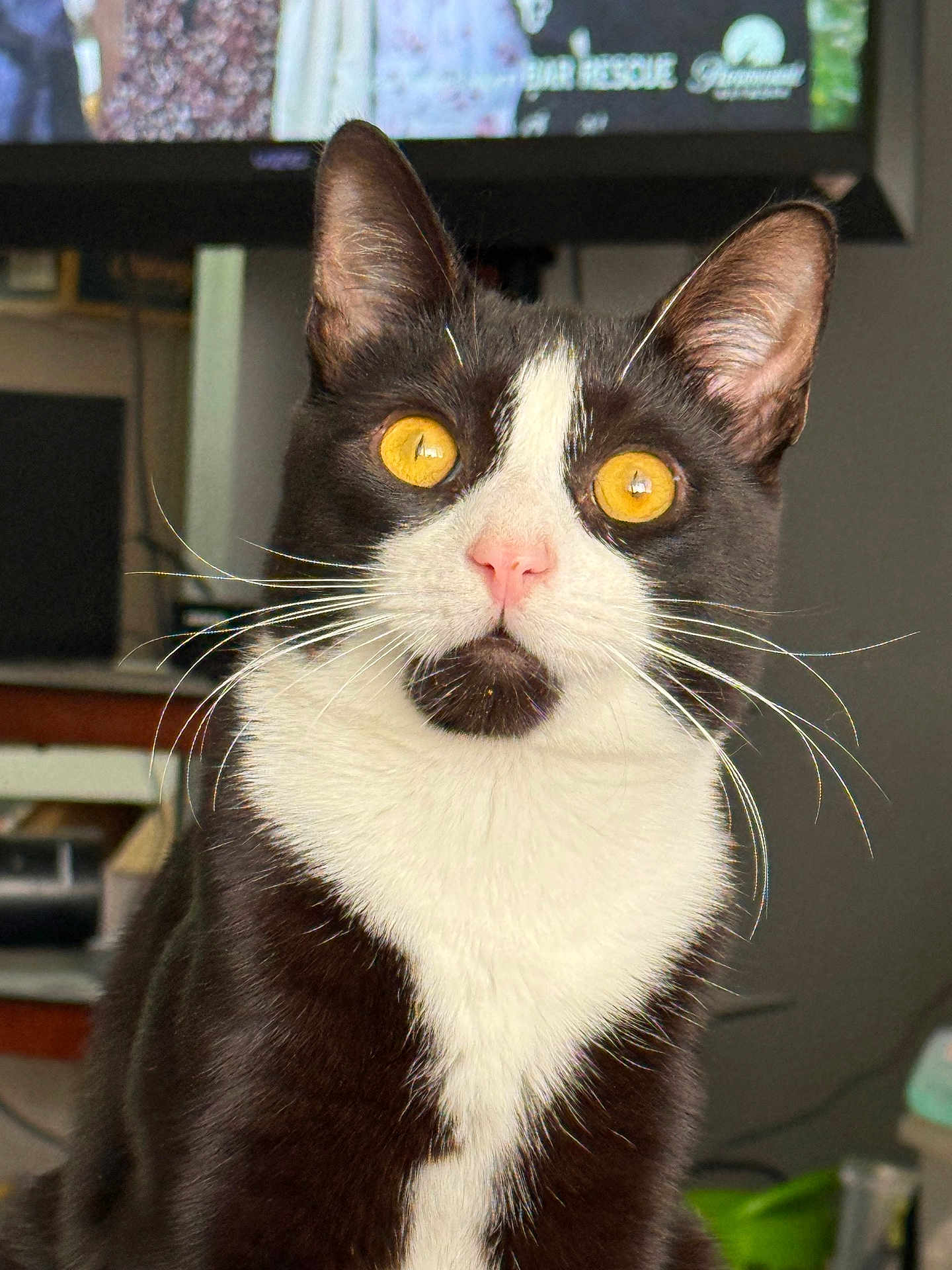 Lucky joined the competition — help win amazing prizes! cat, tuxedo_cat, indoor, pet, animal, golden_eyes, whiskers, pink_nose, feline, sitting, close_up, domestic_cat, black_and_white, fur, ears, face, portrait, alert, looking