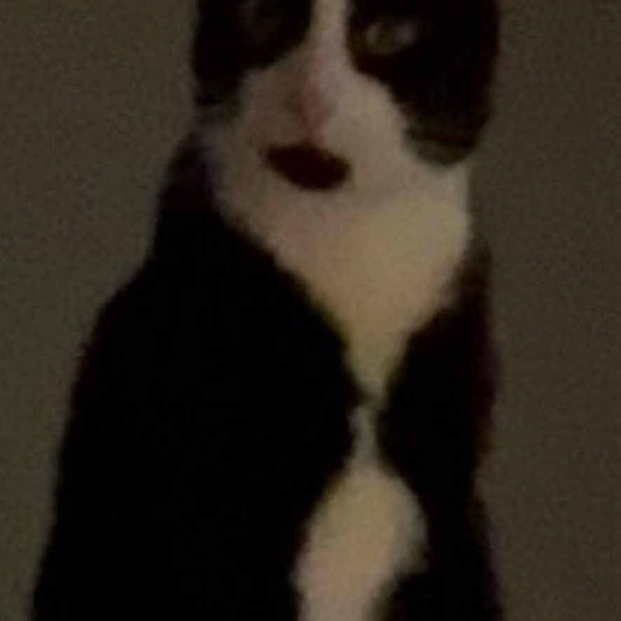 Lucky Victor is registered to the contest to win money with this photo: cat, black_and_white, sitting, indoor, pet, animal, feline, fur, whiskers, ears, paws, looking, quiet, shadow, low_light, portrait, domestic, cute, furry, mystery