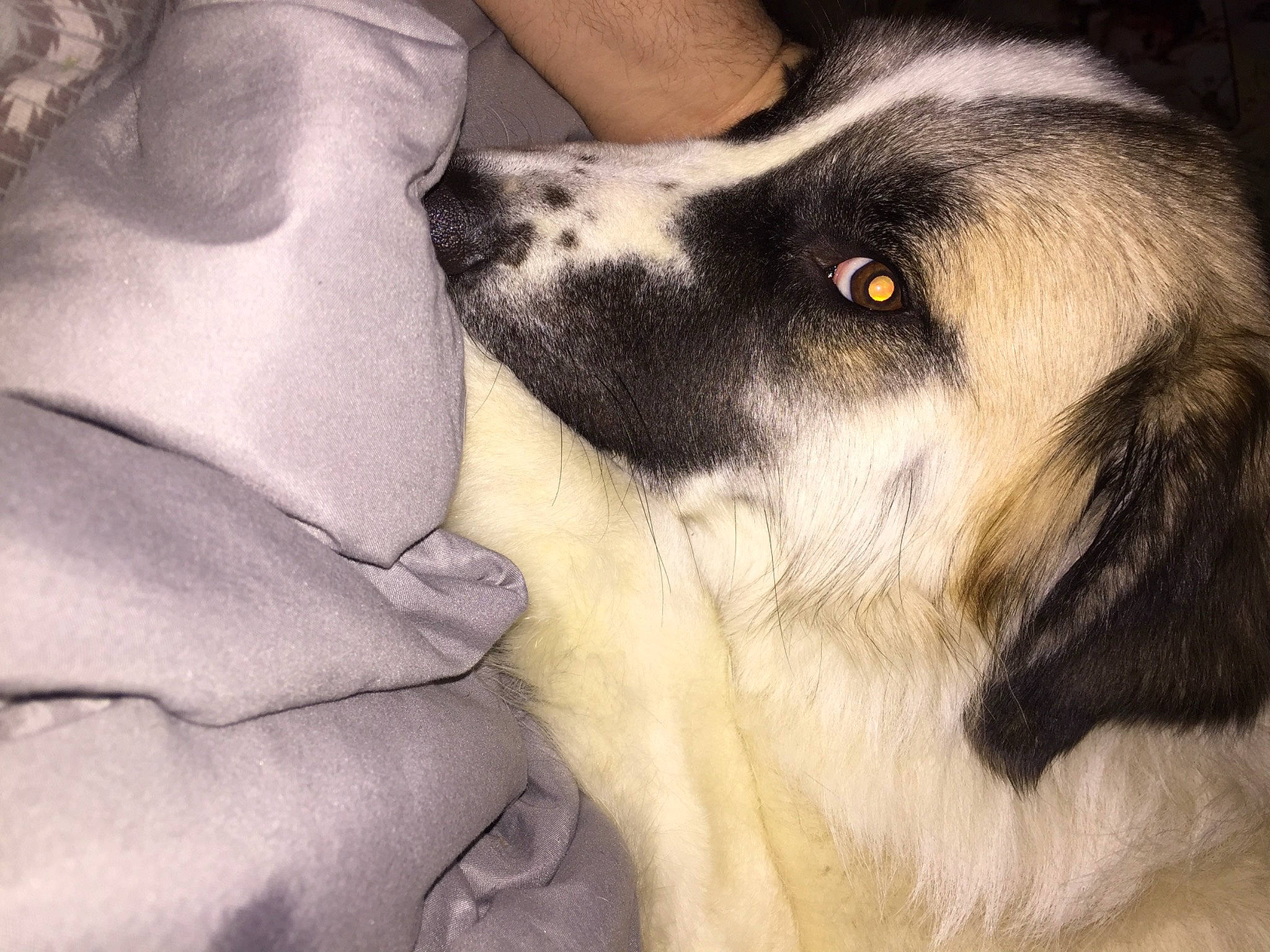 Tina is registered to the contest to win money with this photo: canidae, carnivore, comfort, companion_dog, dog, dog_breed, fur, human_leg, paw, snout, sporting_group, terrestrial_animal, whiskers, working_animal, working_dog