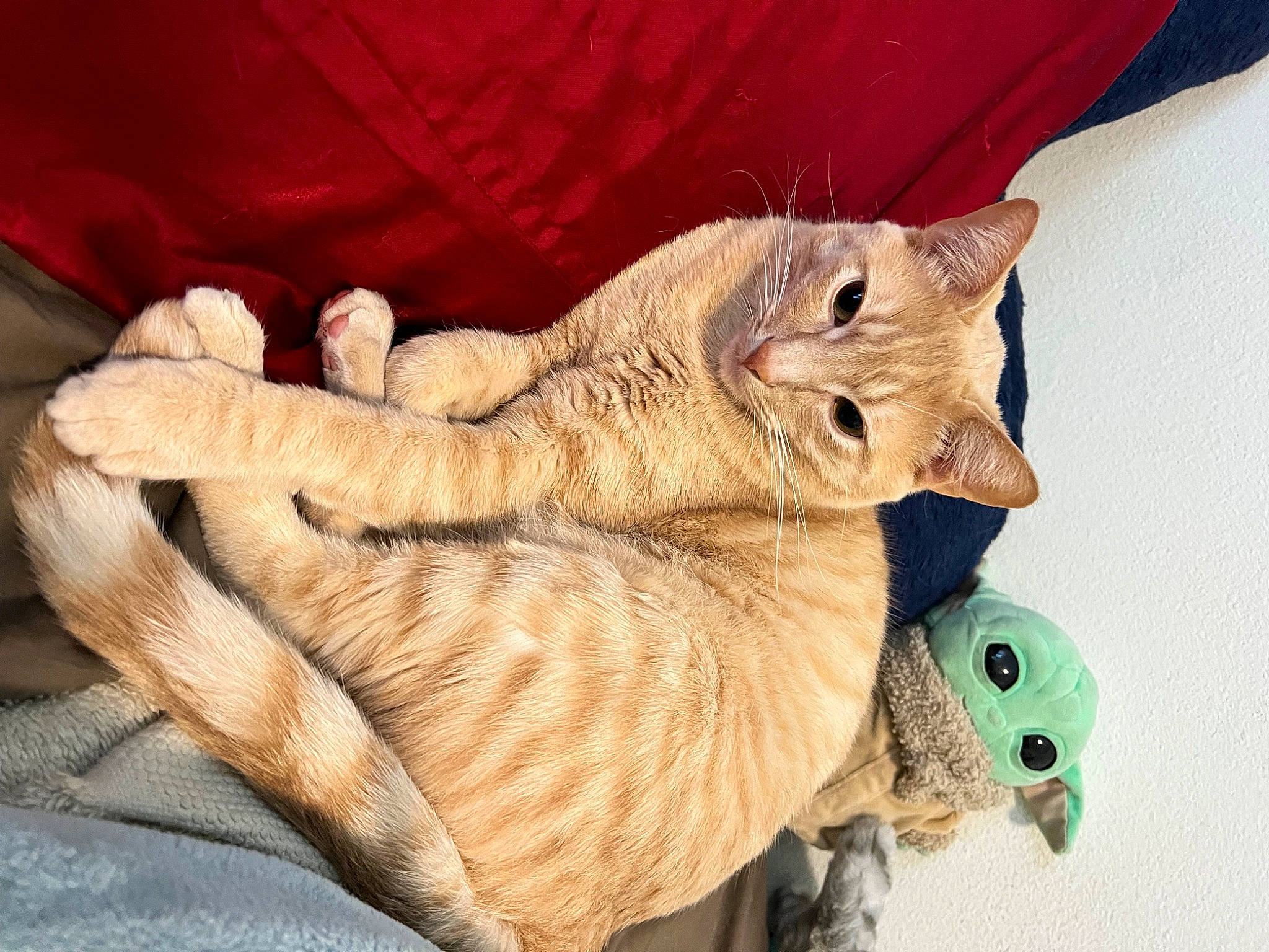 Goku is registered to the contest to win money with this photo: art, carnivore, cat, cat_bed, claw, comfort, domestic_short_haired_cat, fawn, felidae, foot, fur, gesture, knitting, paw, small_to_medium_sized_cats, tail, toy, whiskers, wood, wool