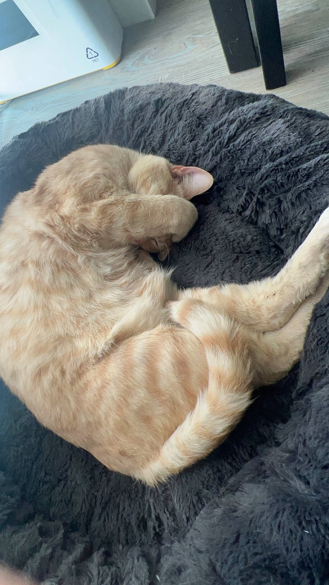 Goku joined the competition — help win amazing prizes! carnivore, cat, claw, comfort, companion_dog, dog_breed, fawn, felidae, fur, laptop, nap, paw, sleep, small_to_medium_sized_cats, snout, sporting_group, tail, terrestrial_animal, whiskers, wrinkle