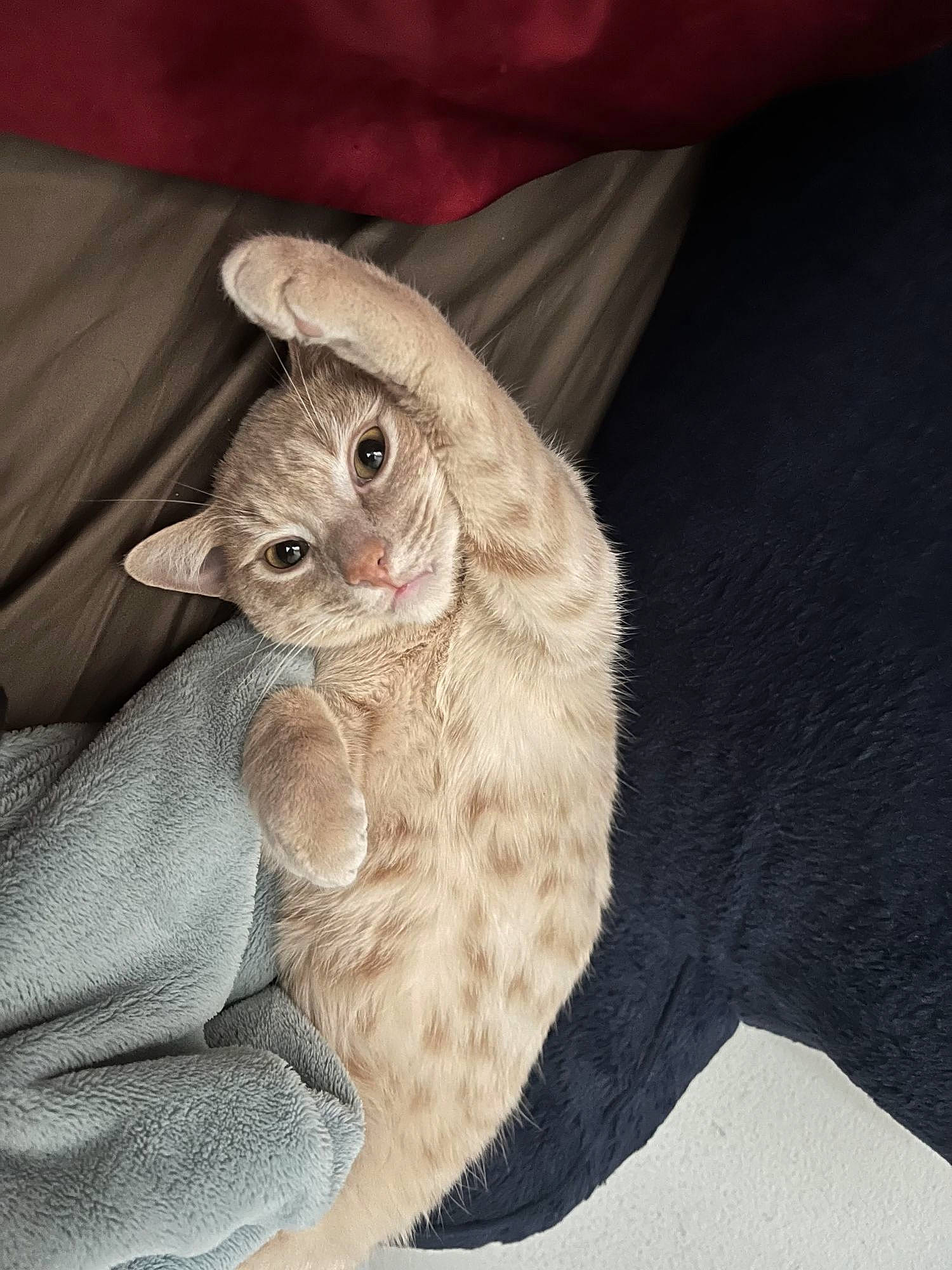 Goku joined the competition — help win amazing prizes! carnivore, cat, cat_bed, claw, comfort, domestic_short_haired_cat, ear, fawn, felidae, foot, fur, hat, mammal, nap, paw, sitting, small_to_medium_sized_cats, snout, tail, whiskers