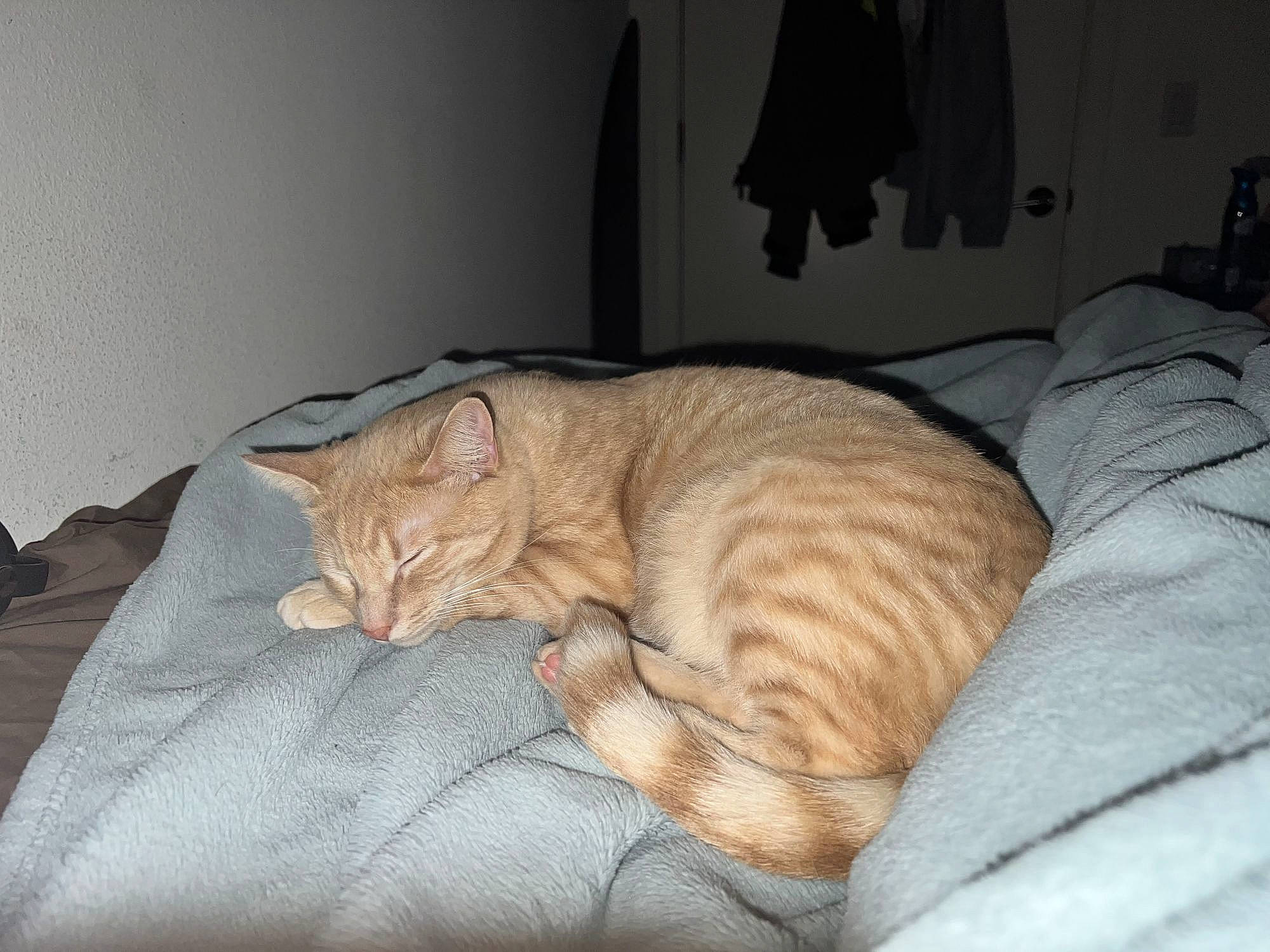 Goku is registered to the contest to win money with this photo: bedding, carnivore, cat, comfort, domestic_short_haired_cat, fawn, felidae, fur, grey, linens, nap, paw, room, sleep, small_to_medium_sized_cats, snout, tail, whiskers, wood, wrinkle