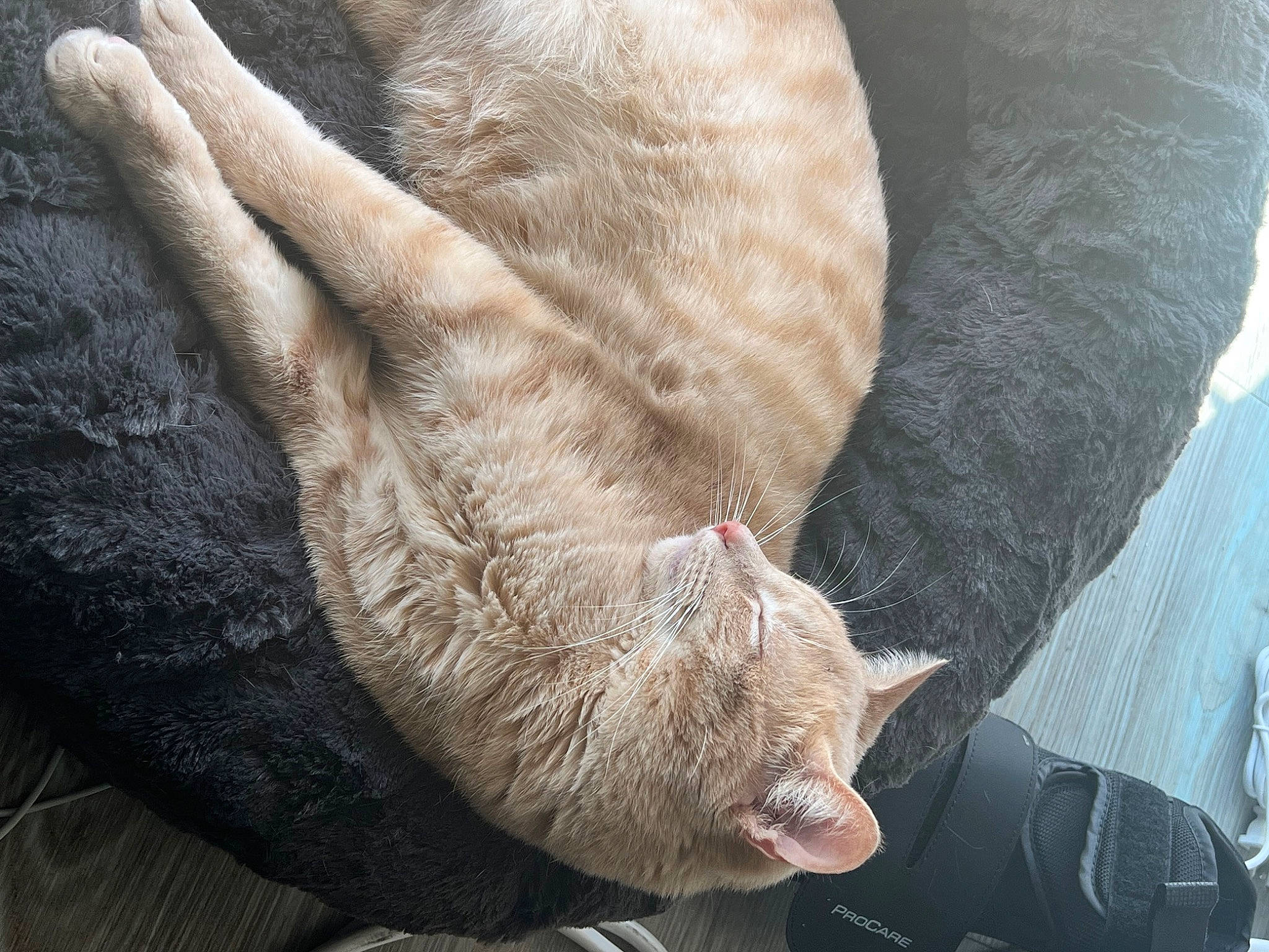 Goku is registered to the contest to win money with this photo: carnivore, cat, claw, comfort, dog_breed, domestic_short_haired_cat, ear, fawn, felidae, foot, fur, gesture, human_leg, natural_material, small_to_medium_sized_cats, sporting_group, tail, terrestrial_animal, whiskers, wrinkle