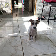 Jack a rejoint le concours — aidez-le/la à gagner de superbes lots ! animal, brown_and_white, chair, curious, cute, dog, domestic_animal, empty_room, floor_tiles, home, house, indoor, pet, pet_bed, puppy, shadow, small_dog, sunlight, tile_floor, young_dog