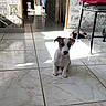 animal, brown_and_white, chair, curious, cute, dog, domestic_animal, empty_room, floor_tiles, home, house, indoor, pet, pet_bed, puppy, shadow, small_dog, sunlight, tile_floor, young_dog