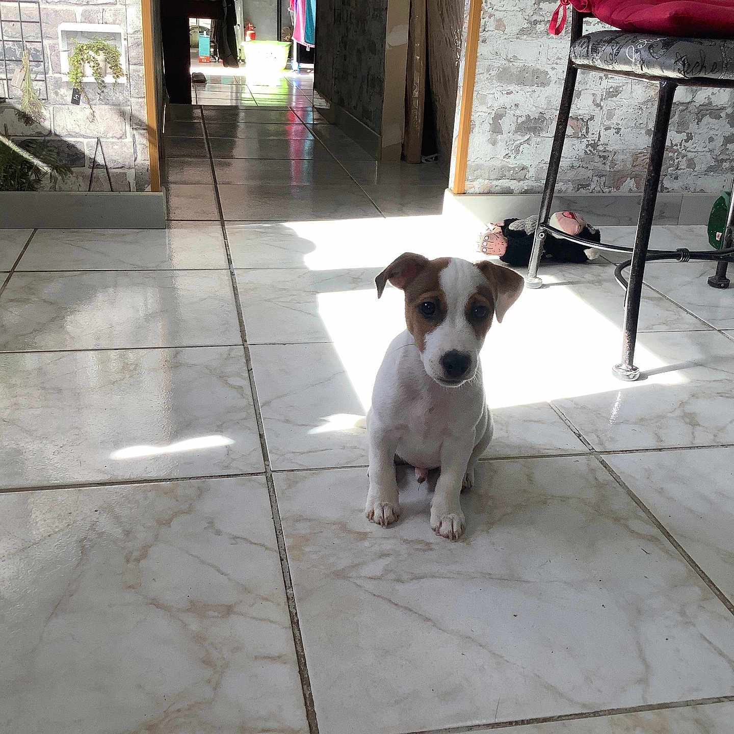 Jack