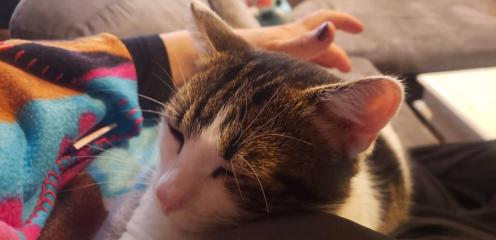 Darwin a rejoint le concours — aidez-le/la à gagner de superbes lots ! abyssinian, animal, blanket, bodypart, cat, couch, cushion, ear, face, finger, furniture, hand, head, homedecor, kitten, manx, person, pet, quilt, sleeping