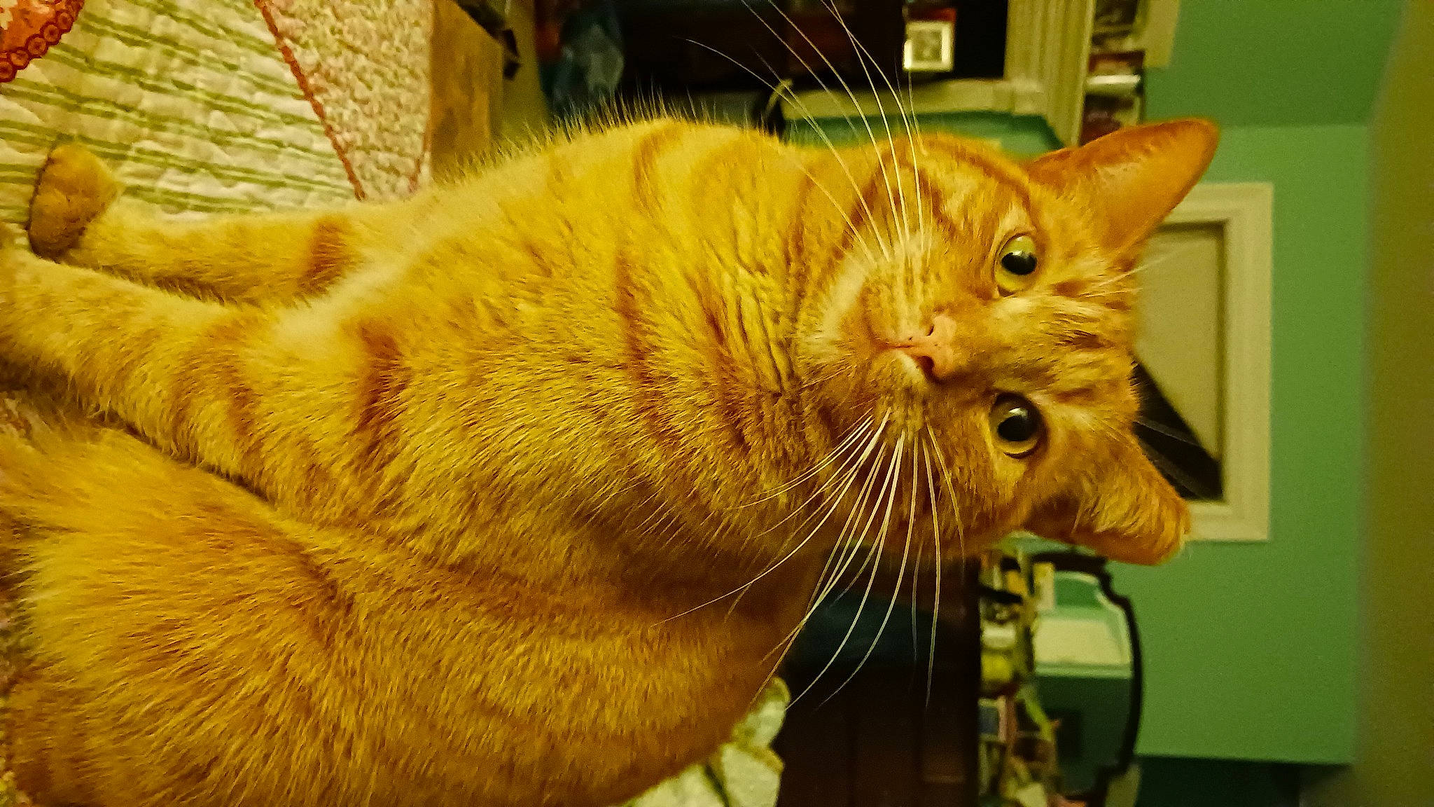 Bennie is registered to the contest to win money with this photo: carnivore, cat, cat_supply, claw, domestic_short_haired_cat, fang, fawn, felidae, fur, paw, pet_supply, small_to_medium_sized_cats, snout, tail, terrestrial_animal, whiskers, wildlife, window