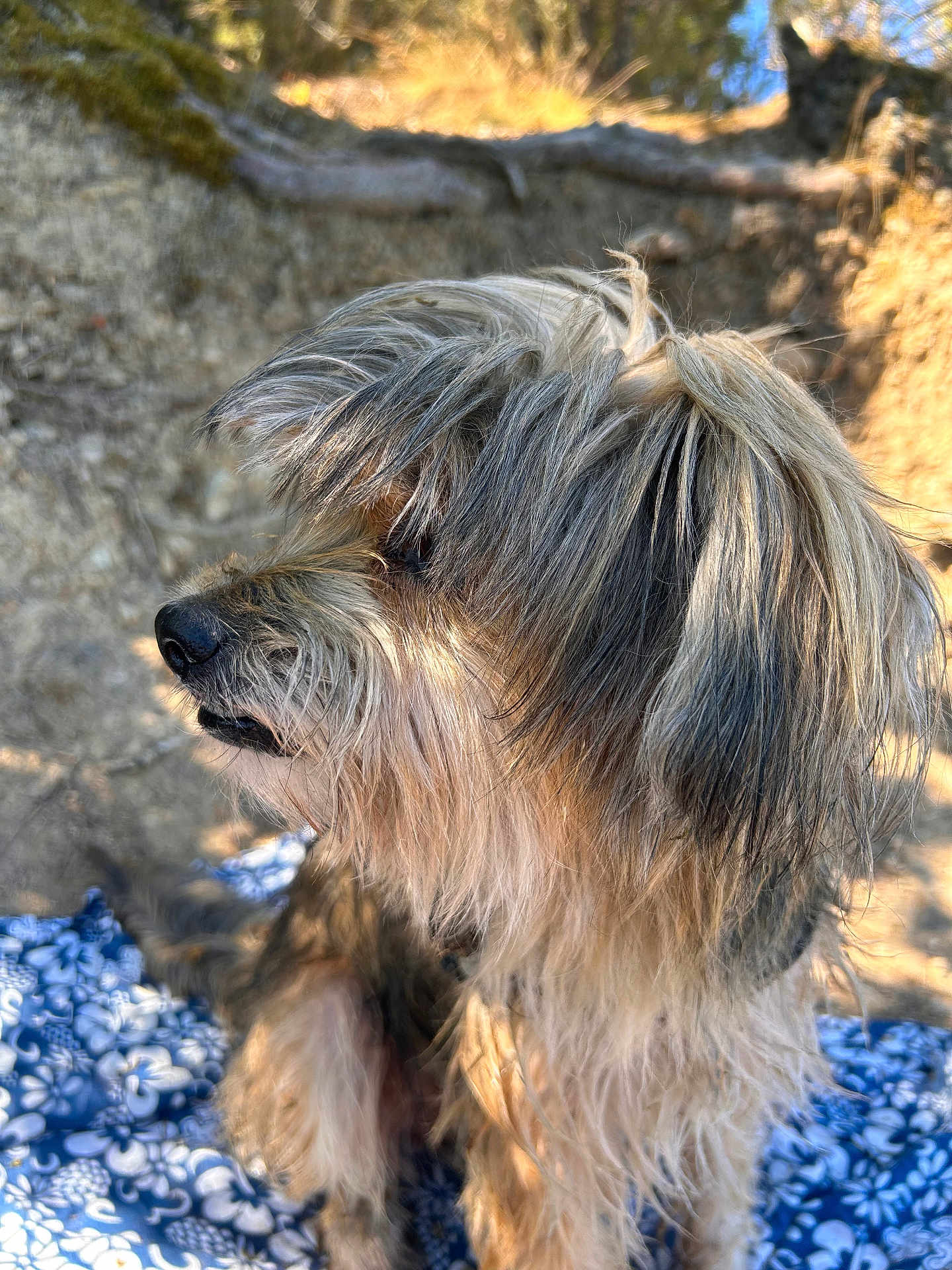Paco a rejoint le concours — aidez-le/la à gagner de superbes lots ! dog, outdoor, animal, pet, fur, shaggy, blanket, blue, floral, nature, sunlight, rock, side_view, canine, muzzle, ears, portrait, sitting, daylight, cute