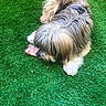 Paco participe au concours pour gagner de l'argent avec cette photo : animal, bone, canine, chewing, collar, dog, domestic, fluffy, fur, grass, green, leisure, mammal, nature, outdoor, pet, playful, relaxing, resting, shaggy