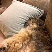 Paco participe au concours pour gagner de l'argent avec cette photo : animal, beige, brown, comfort, couch, cozy, cute, dog, domestic, fur, furry, home, indoor, nap, pet, pillow, relaxed, resting, sleeping, soft