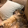 animal, beige, brown, comfort, couch, cozy, cute, dog, domestic, fur, furry, home, indoor, nap, pet, pillow, relaxed, resting, sleeping, soft