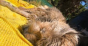 Paco participe au concours pour gagner de l'argent avec cette photo : animal, canine, closeup, daytime, dog, fur, grass, nap, nature, outdoor, peaceful, relaxation, rest, scenic, sleeping, summer, sunlight, tree, water, yellow_blanket
