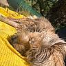 animal, canine, closeup, daytime, dog, fur, grass, nap, nature, outdoor, peaceful, relaxation, rest, scenic, sleeping, summer, sunlight, tree, water, yellow_blanket