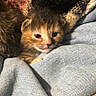 kitten, cat, sleepy, fabrics, cozy, small, fur, resting, cute, young, animal, pet, indoors, soft, texture, warm, snuggled, closeup, comfort, relaxation