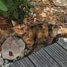 Camélia participe au concours pour gagner de l'argent avec cette photo : cat, tabby_cat, outdoor, wooden_deck, rock, leafy_plant, sunlight, shadow, ground, relaxed, animal, pet, nature, resting, fur, whiskers, ears, eyes, paws, sleepy